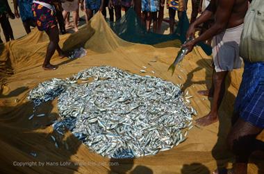 Fishing with net, Chowara Beach,_DSC_9590_H600